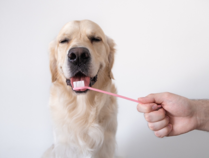 Canine Dental Care Countryside Veterinary Hospital