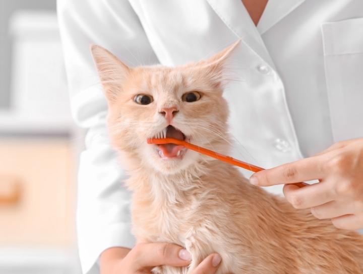 Countryside Veterinary Hospital Feline Dental Care