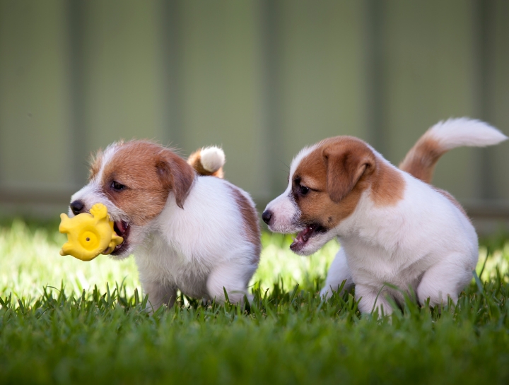 Puppy Socialization Countryside Veterinary Hospital