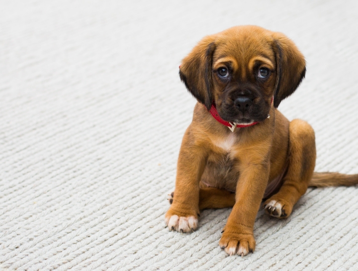 What to Expect After Vaccines - Puppies Countryside Veterinary Hospital