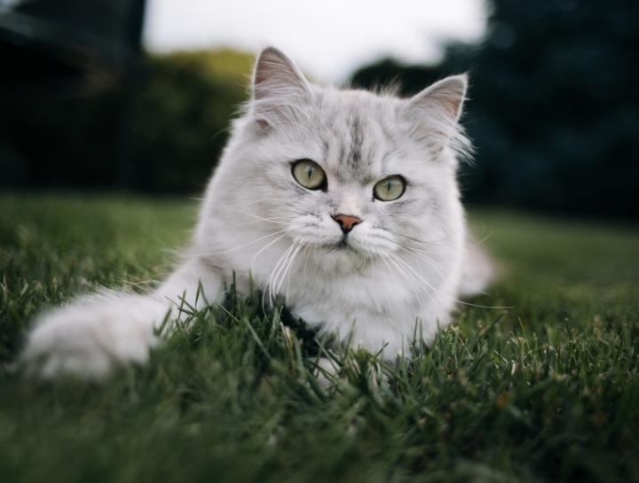 Should I let my cat go outdoors? Countryside Veterinary Hospital