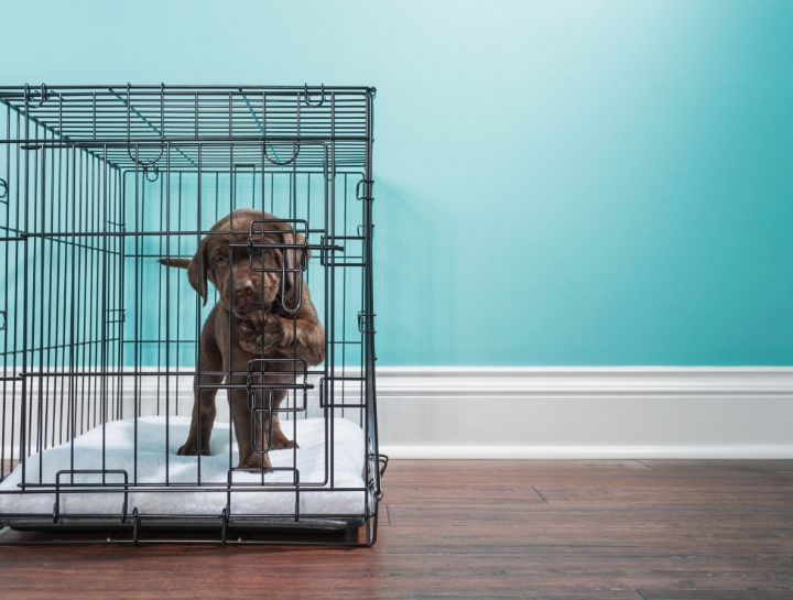 House training a puppy with 2024 a crate