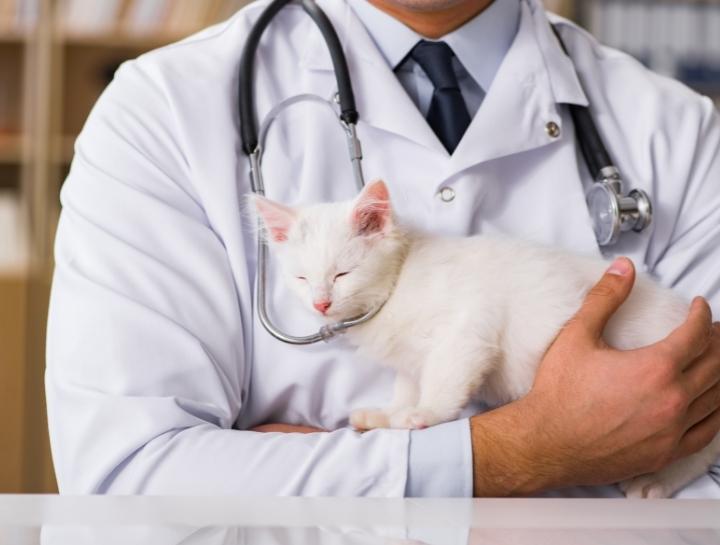 Kitten Vaccine Guidelines Countryside Veterinary Hospital