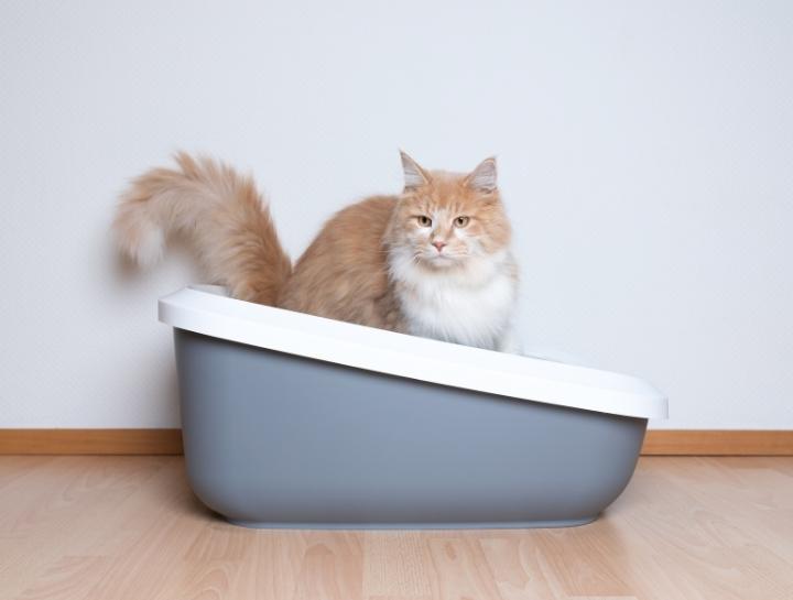 Litter Box Recommendations Countryside Veterinary Hospital