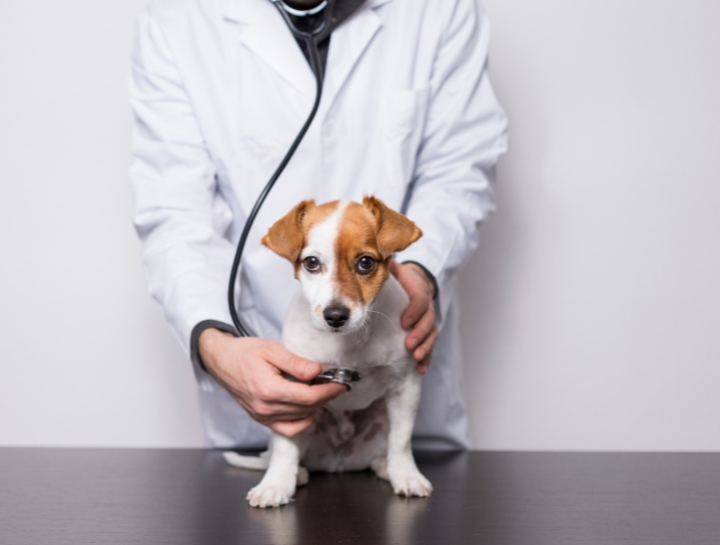 Puppy Vaccine Guidelines Countryside Veterinary Hospital