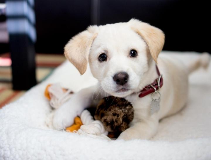 Puppy Socialization Class