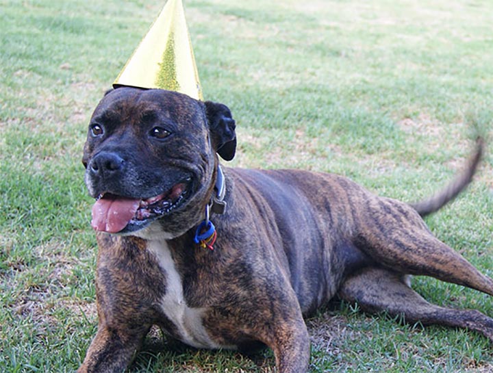 Canine Birthday Parties